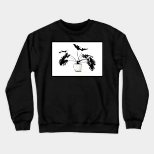 Monstera pot plant with leaves in casual fashion in white pot isolated on black on white background. Crewneck Sweatshirt